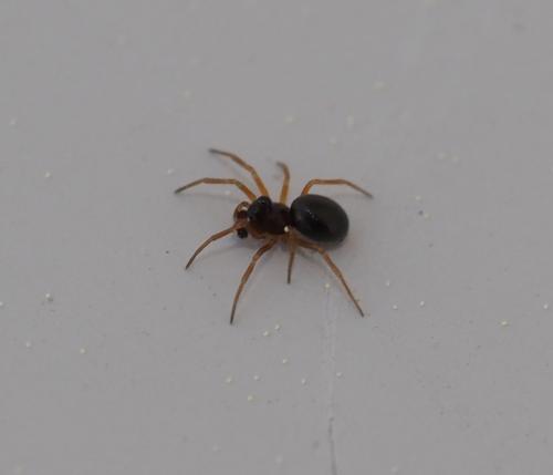 Erigoninae